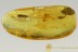 Great PATTERNED WINGS Caddisfly & More Genuine BALTIC AMBER 2719