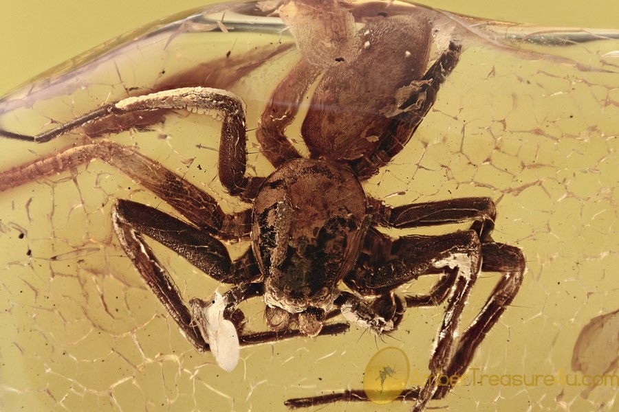 GIANT Sac SPIDER Liocranidae Inclusion Genuine BALTIC AMBER 2724