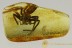 GIANT Sac SPIDER Liocranidae Inclusion Genuine BALTIC AMBER 2724