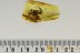 GIANT Sac SPIDER Liocranidae Inclusion Genuine BALTIC AMBER 2724