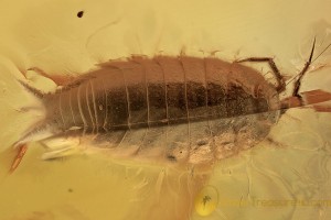 Great Large WOODLOUSE WOODLICE Isopoda Genuine BALTIC AMBER 2720