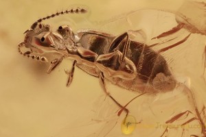 ANT-LOVING BEETLE Faronitae & SPINY ANT Myrmicine BALTIC AMBER 2729