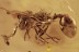 ANT-LOVING BEETLE Faronitae & SPINY ANT Myrmicine BALTIC AMBER 2729