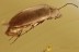 Superb FALSE DARKLING BEETLE Melandryidae Hypulini BALTIC AMBER  2732