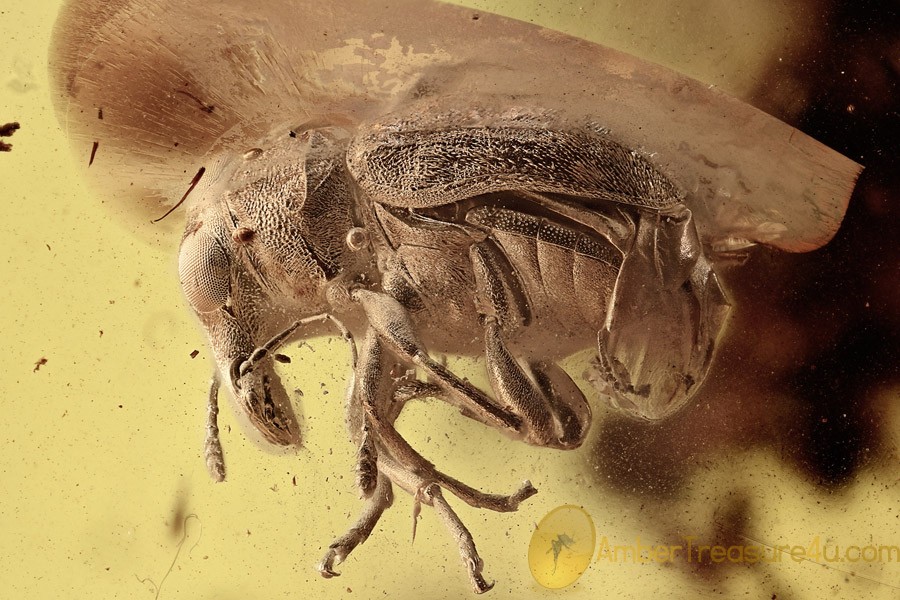 Large Great FUNGUS WEEVIL Anthribidae Glaesotropis BALTIC AMBER 2727 Large Great FUNGUS WEEVIL Anthribidae Glaesotropis BALTIC AMBER 2727