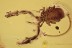 Giant FALSE SCORPION Pseudoscorpion Cheliferidae BALTIC AMBER 2733