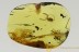 Giant FALSE SCORPION Pseudoscorpion Cheliferidae BALTIC AMBER 2733