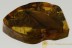  GIANT Mastotermes Winged Termite Isoptera & More BALTIC AMBER 2739