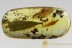 Nice Large 22mm LEAF Rare Plant Inclusion Genuine BALTIC AMBER 2738