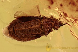  FLAT BUG Aradidae Rare Calisius Balticus Genuine BALTIC AMBER 2747