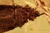  FLAT BUG Aradidae Rare Calisius Balticus Genuine BALTIC AMBER 2747