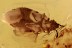  FLAT BUG Aradidae Rare Calisius Balticus Genuine BALTIC AMBER 2747