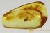  FLAT BUG Aradidae Rare Calisius Balticus Genuine BALTIC AMBER 2747