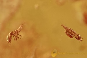 2 AQUATIC Neuroptera Larvaes Rophalis relicta BALTIC AMBER 2745