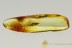 PERFECT Biting Midge Ceratopogonidae Genuine BALTIC AMBER 2743