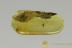 WINGLESS GNAT Extremely Rare Sciaridae Genuine BALTIC AMBER 2744