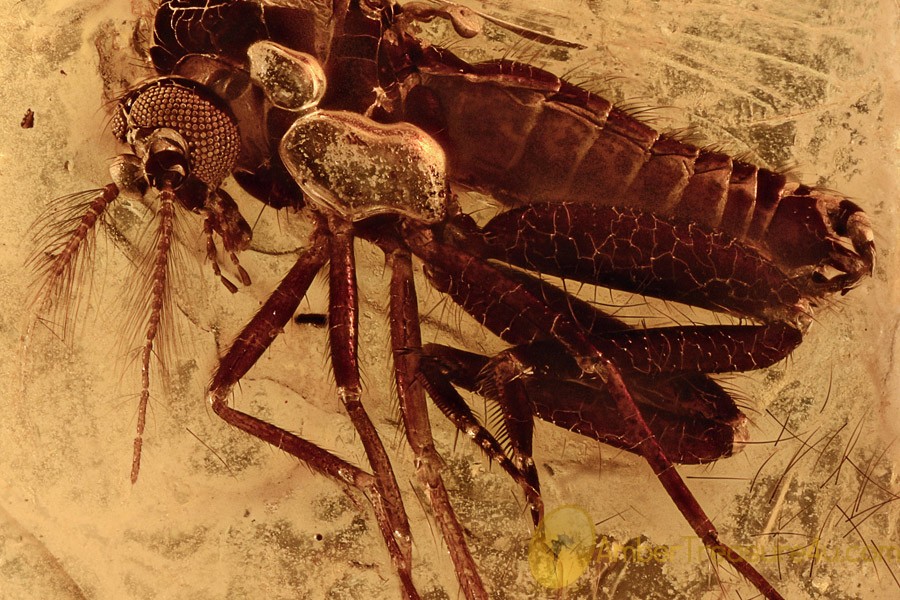 SUPERB Spiny Biting Midge Ceratopogonidae Genuine BALTIC AMBER 2742 SUPERB Spiny Biting Midge Ceratopogonidae Genuine BALTIC AMBER 2742