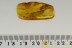 XYLOPHAGIDAE XYLOPHAGIDAE Rare Fly Laying EGGS Genuine BALTIC AMBER 2748