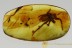 Huge Great SPIDER Araneae Inclusion Genuine BALTIC AMBER 2746