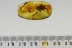 Huge Great SPIDER Araneae Inclusion Genuine BALTIC AMBER 2746