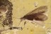 RARE Crane Fly Polymera magnifica Plumose Antennae & More BALTIC AMBER 2757