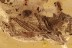 RARE Crane Fly Polymera magnifica Plumose Antennae & More BALTIC AMBER 2757
