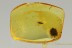 PERFECT Scale Insect ORTHEZIIDAE Inclusion Genuine BALTIC AMBER 2755
