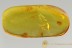 FALSE SCORPION Pseudoscorpion Inclusion Genuine BALTIC AMBER 2750