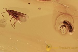 Superb Caddisfly & Tumbling Flower Beetle BALTIC AMBER 2751