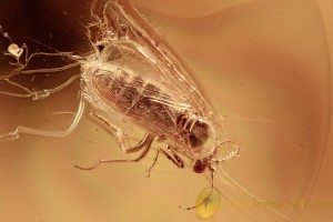 EOHELEA Rare Biting Midge + Ant & Gnat BALTIC AMBER 2760
