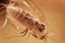 EOHELEA Rare Biting Midge + Ant & Gnat BALTIC AMBER 2760