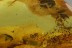 EOHELEA Rare Biting Midge + Ant & Gnat BALTIC AMBER 2760