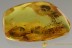 EOHELEA Rare Biting Midge + Ant & Gnat BALTIC AMBER 2760