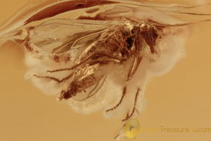 EOHELEA Rare Biting Midge Fossil Inclusion BALTIC AMBER 2761