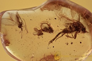 Big Scuttle Fly & Crane fly Limoniidae Inclusion BALTIC AMBER 2763