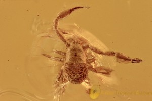 SUPERB Pseudoscorpion False Scorpion Inclusion BALTIC AMBER 2764