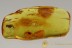 Huge PREDATORY FUNGUS GNAT Laying EGGS Genuine BALTIC AMBER 2767