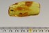 Huge PREDATORY FUNGUS GNAT Laying EGGS Genuine BALTIC AMBER 2767