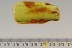 Huge PREDATORY FUNGUS GNAT Laying EGGS Genuine BALTIC AMBER 2767