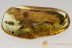 GIANT 17mm Body UNKNOWN Beetle Trogossitidae Lucanidae BALTIC AMBER 2765