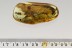 GIANT 17mm Body UNKNOWN Beetle Trogossitidae Lucanidae BALTIC AMBER 2765