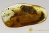 GIANT 17mm Body UNKNOWN Beetle Trogossitidae Lucanidae BALTIC AMBER 2765