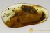 GIANT 17mm Body UNKNOWN Beetle Trogossitidae Lucanidae BALTIC AMBER 2765
