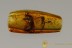 Large SOLDIER BEETLE Cantharidae & 2 Diptera Genuine BALTIC AMBER 2766