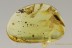 WEEVIL Snout Beetle Curculionidae Electrotribus Genuine BALTIC AMBER 2768