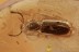 Rare NARROW-WAISTED BARK BEETLE Salpingidae BALTIC AMBER 2770