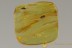 Rare NARROW-WAISTED BARK BEETLE Salpingidae BALTIC AMBER 2770