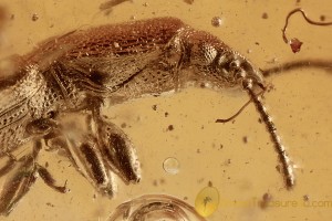 SILVANID FLAT BARK BEETLE Rare Silvanidae Genuine BALTIC AMBER 2776