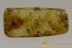 SILVANID FLAT BARK BEETLE Rare Silvanidae Genuine BALTIC AMBER 2776