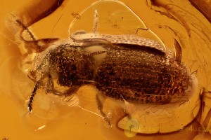 IRONCLAD BEETLE Zopherid w MANTISPIDAE Larvae Attached BALTIC AMBER 2775